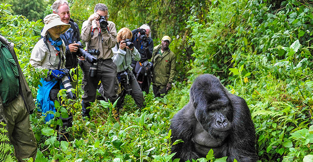 Top 5 Things To Know About Gorilla Trekking in Rwanda