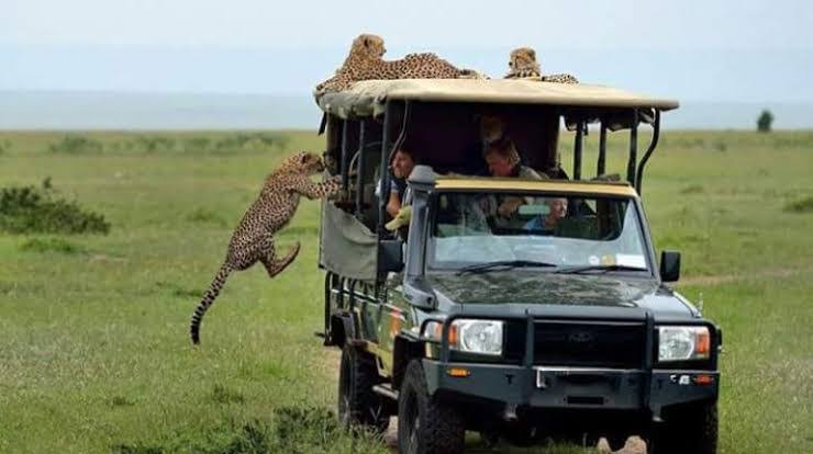 Maasai Mara Bans Private Cars For Safaris