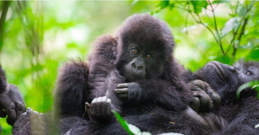 Naming the Future: How Rwanda’s Kwita Izina Shaped Conservation for 20 Years