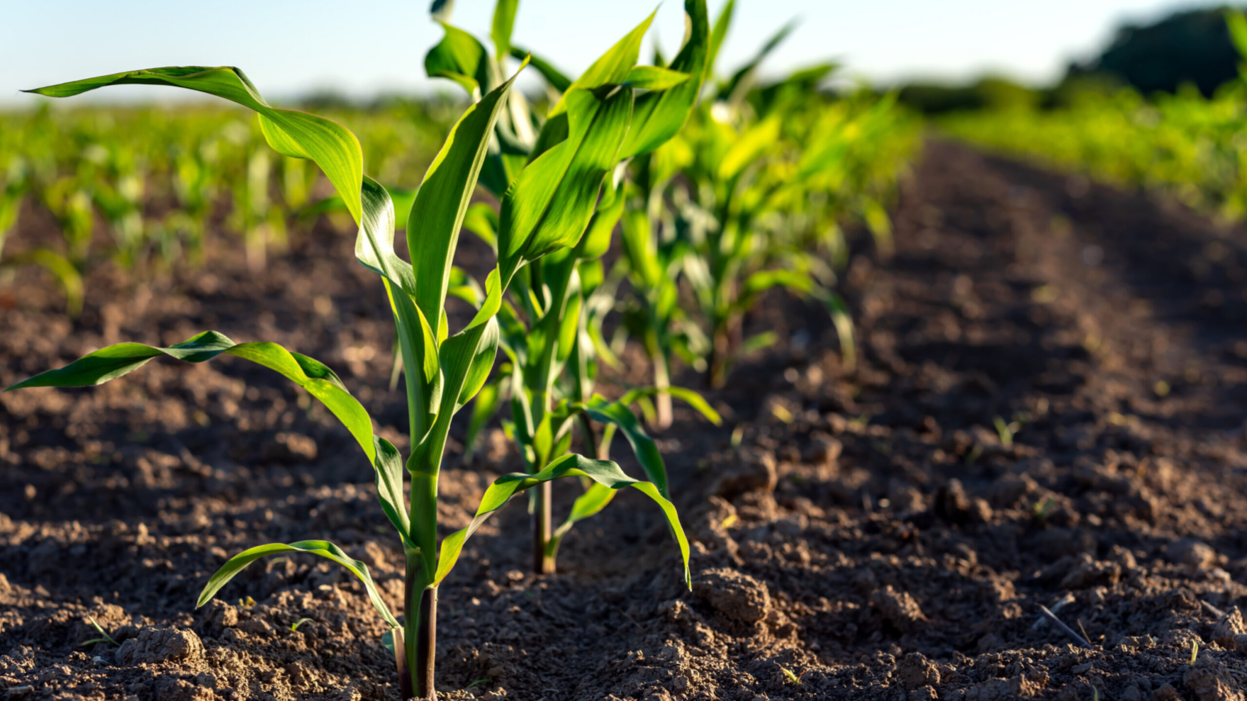 Zimbabwe Embraces Climate-Smart Agriculture to Boost Resilience and Innovation