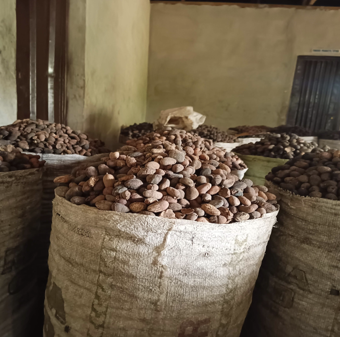 Despite N1.6bn Denmark Fund, Nigerian Shea Collectors Get No Support
